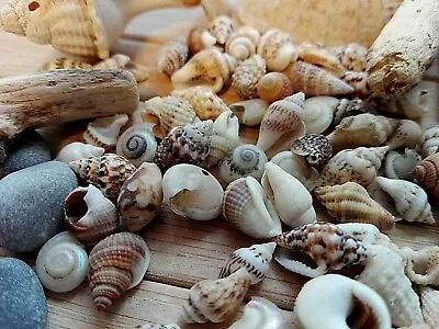 100 MIXED SEASHELLS Tiny Mini Sea Shells Craft Wedding Beach Confetti 7-15 Mm • £4.49