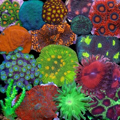 Beginner Mixed Coral Pack 5 Frags (Soft SPS LPS) ALL PACKS GET Euphillya! • $99.99