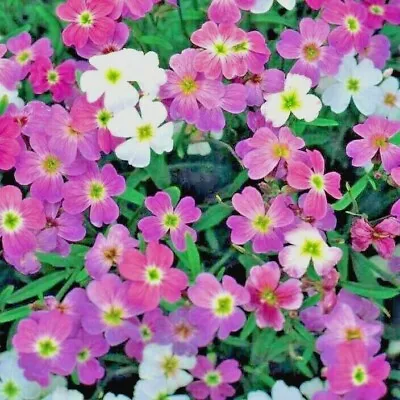 1000+VIRGINIA STOCK Flower Seeds Flowering Groundcover Borders Container Easy • $2.75