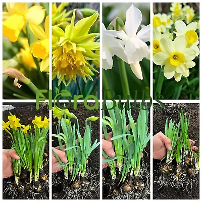Daffodil Bulbs Narcissus🌼Mixed Dwarf Spring Flowering Bulbs Garden Plants Pots • £13.95