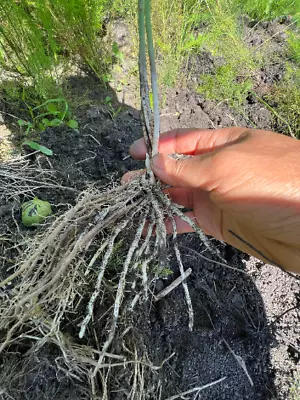 UC 157 F2 Asparagus Bare Root Plants • $25.50