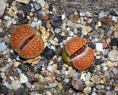 RARE LITHOPS HALLII OCHRACEA Living Stones Rock RED Mesemb Exotic Seed 30 SEEDS • $8.99