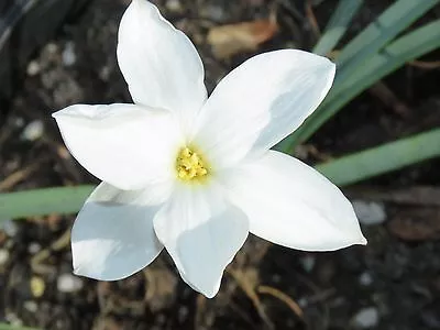 Rain Lily Zephyranthes Drummondii #02' 1 Bulb NEW Habranthus • $18