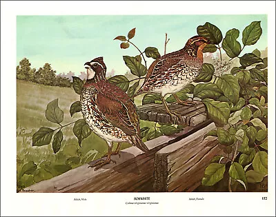 1968 Vintage Print Bobwhite Bird Birds Tree Trees Art Home Fence Field Leaves • $24.88