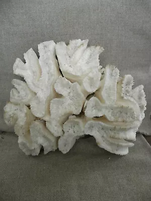 Very Large White Ocean Coral Brain Coral Display Specimen - 16 X12.5  - 6+ Lbs • $325