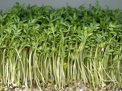£1.29 • Buy Organic Sprouting Seeds Cress Curled / Common  40gm ~ 16000 Seeds
