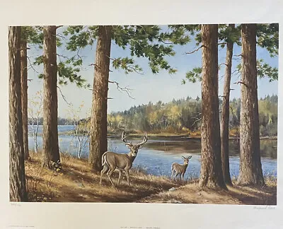 Maynard Reece Signed Numbered Solitude Whitetail Deer Limited Edition • $129