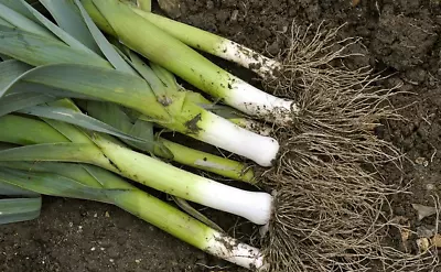 Leek Musselburgh | Veg Plants | 24 Bare Root Plants • £9.95