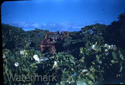 1940s Red Border Kodachrome Photo Slide  Wake Island Midway Military Group  #7 • $9.99