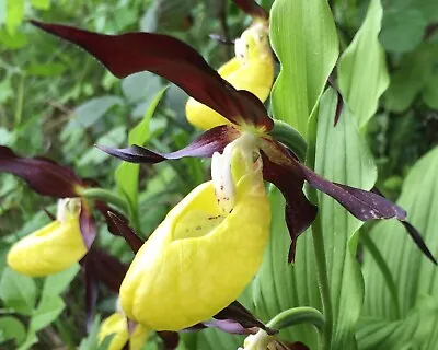 Cypripedium Calceolus Garden Lady's Slipper Orchid Hardy Garden Presale See Desc • £80