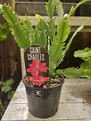 Zygo Cactus ❤️ “SAINT CHARLES  In 125mm POTS” ❤️ Established Plants • $12