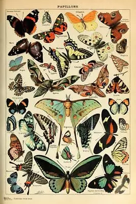 Butterfly Vintage Papillons Insect Laminated Poster 24x36 • $16.98