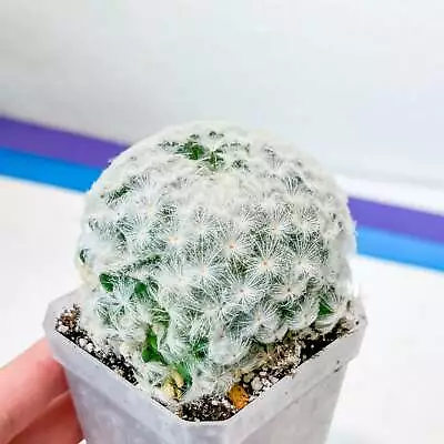 Mammillaria Plumosa (#P5) | Cotton Cactus | Fluffy Cactus | 2.8Inch Planter • $26