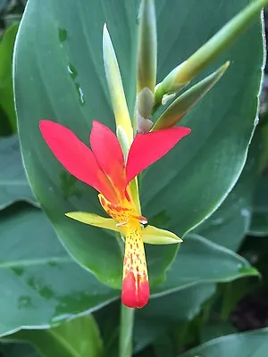 Canna Indica Cannalily Fire Fly 10 Seeds Very Pretty Easy To Grow • $10