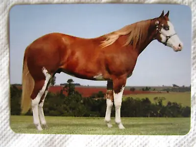 Horse Swap Card~modern New~paint Horse Sabino With Belly Splash Large Blaze#94 • $5.50