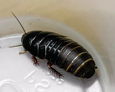 Shadow Cockroaches (P. Nigra) / RARE LIVE FEEDER INSECTS / STARTER COLONY • $24.95