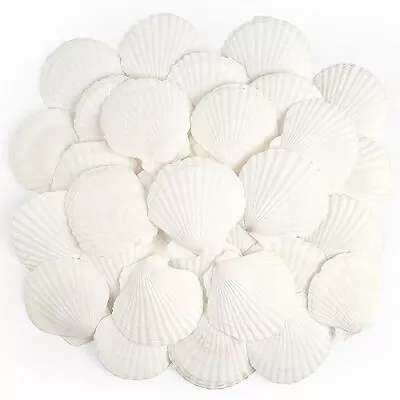 20 PCS Scallop Shells Natural Seashell 2.3  To 3.5  White Scallop Shells Larg... • $16.77