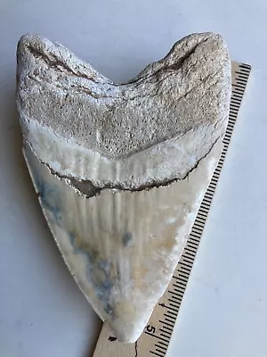 Mostly White -blonde  Five Inch Summerville Megalodon Tooth • $400