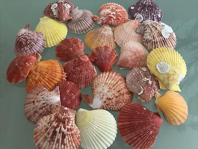 20 Coloured Craft Pecten Scallops SeaShells Beach Fish Tank Aquarium Seashore • £7.75