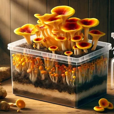 Chicken Of The Woods Mushroom Cultivation Grow Kit • £14.95