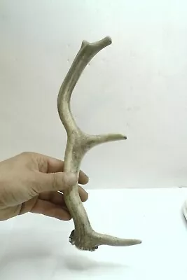  Fallow Deer Antler HOME WALL DECOR Taxidermy   Handle Walking Stick Dog Chew • £22.50