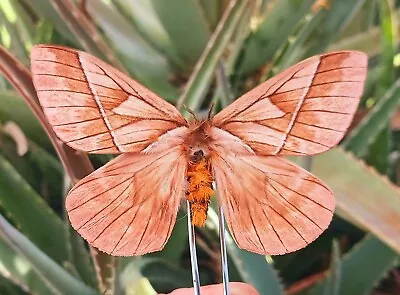 Saturniidae Sp. Rare Butterfly Mounted Riker Framed From Peru #14 • $55