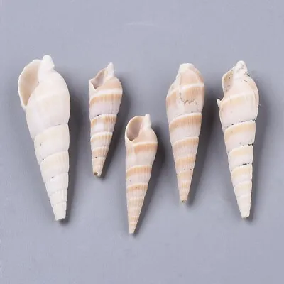 40g Bulk Spiral Beach Shells Turritella Seashell Wedding Craft Aquarium 19-41mm • £6.99