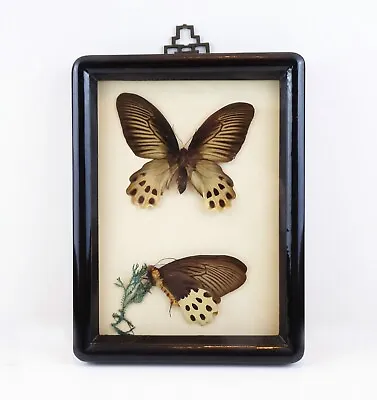 Vintage Butterfly Taxidermy ATROPHANEURA HORISHANA Framed Wall Decor Art • $45