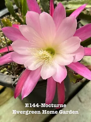 Rooted Epiphyllum Orchid Cactus “Nocturne” Growing In 4” Starter Pot. • $25