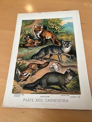 Antique 1880 Henry J Johnson 5 Fox Carnivora Plate XVIII Print • $4.99