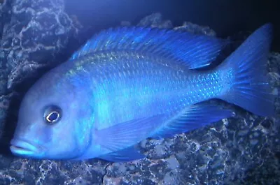 Blue Dolphin Haplochromis Moorii Malawi Cichlid 4cm • £15