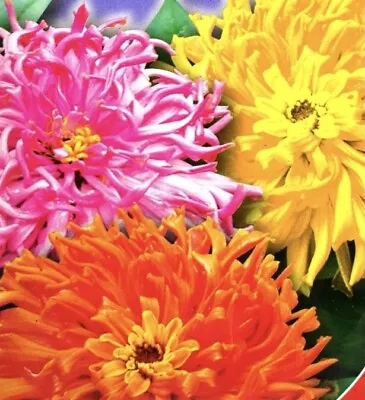 45 X ZINNIA “Glamour” Mix Double Seeds • £1.55