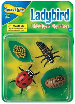 LADYBIRD  LIFECYCLE Eggs Larva Pupa Ladybug - Minibeasts Bugs Resource NEW • £3.75