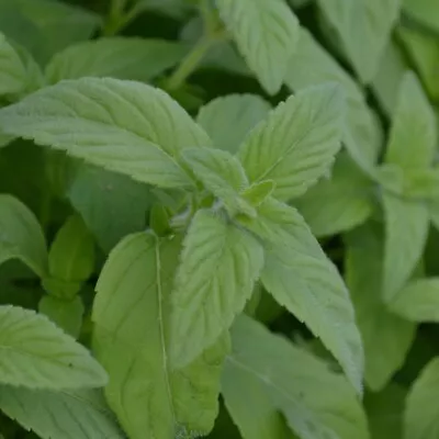 Banana Mint   Aromatic Herb Plant 9cm Pots  - Attracts Bees • £6
