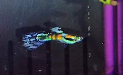 Exotic Ultra Fancy Tail Rainbow Guppy/Endler Hybrid Male+Free Shipping • $28