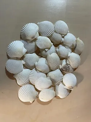 $12.99 • Buy 25PCS Sea Shells For Crafts Decoration Crafting 2'' White Scallop Shells NEW