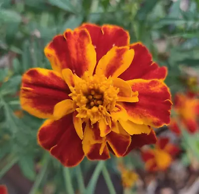 Sparky Mix Marigold Seeds / 200+ / Free Shipping • $2.99