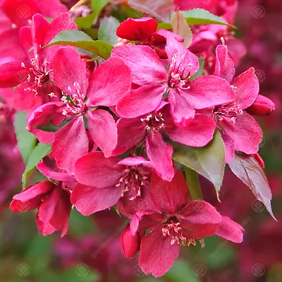 Malus 'Royalty' | Flowering Crab Apple | Ornamental Garden Tree | 5-6ft • £79.99