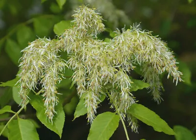 FRAXINUS BUNGEANA Bunge Ash Rare Flowering Shrub Hardy 20-30cm Tall • £6.90