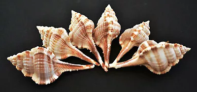 6 Beautiful Unique Murex Haustellum Shells 2.5 -3.5  Real Sea Shells Beach Craft • $6.99