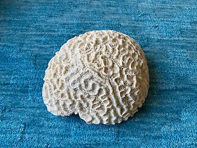 $62 • Buy Large Brain Coral
