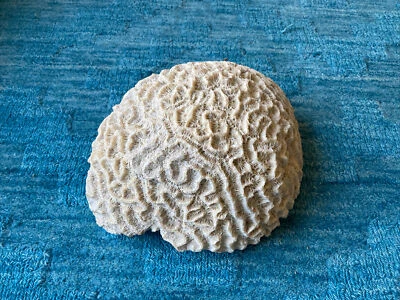 Large Brain Coral • $52