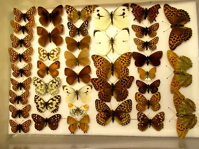 £23 • Buy StoreBox 3 (40) British Butterflies Moths Entomology Insect Lepidoptera