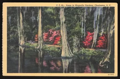 Vintage Postcard - Magnolia Gardens Charleston SC • $14.99