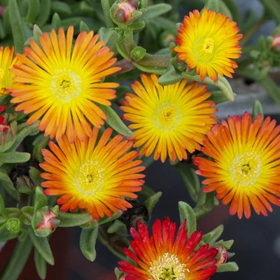 £15.95 • Buy Delosperma 'Suntropics Copper' 2L Plant. Trailing Succulent.