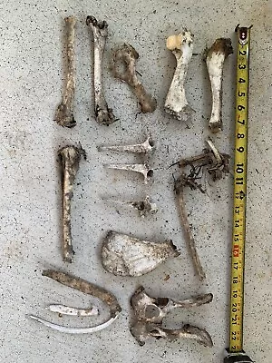 Lot Of 15 Animal Bones Pig Coyote Fox • $35