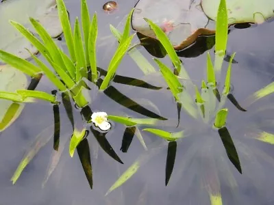  Water Soldiers Statiotes Aloides  Native .x6 Young Plants. £16 • £16