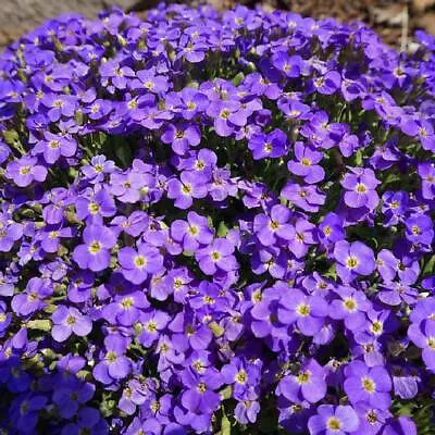 Groundcover AUBRIETA WHITEWELL GEM Purple Rock Cress PERENNIAL Non-GMO 500 Seeds • $3.98