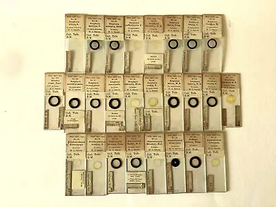 Microscope Slides : Detailed Diatom Collection • $6.50