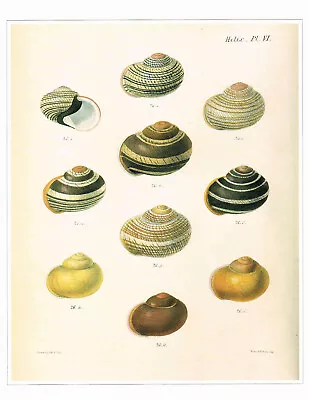 Most Beautiful Calocochia Vintage 1991 Shell Print G.B. Sowerby Picture CNHPS#93 • $4.96